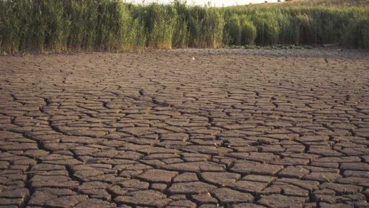 Hay perdida de cosechas por sequía en Guanajuato