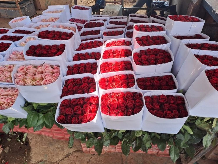 Floricultores de Tenancingo listos para la comercialización de 10 de Mayo