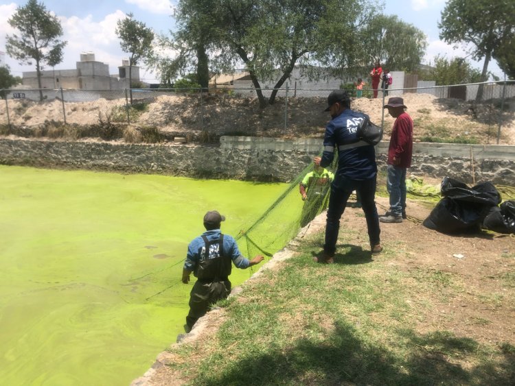 Continúan Esfuerzos en Tecámac para conservar Ajolote Atigrado