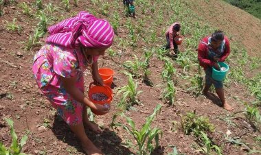 El 10.6 por ciento de la mano de obra en el campo de Durango es de mujeres