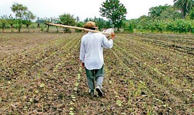 Fertilizante gratuito no ha llegado a varias comunidades de Costa Grande y La Montaña