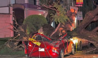 Muere mujer aplastada por un árbol en la CDMX