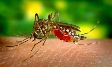 Casos de dengue en Puebla incrementan 933 por ciento