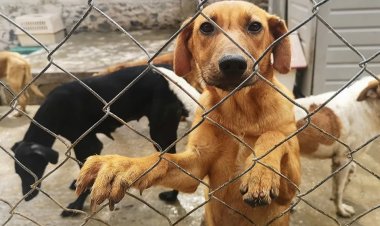 En los últimos 3 años se han registrado 147 denuncias por maltrato animal.