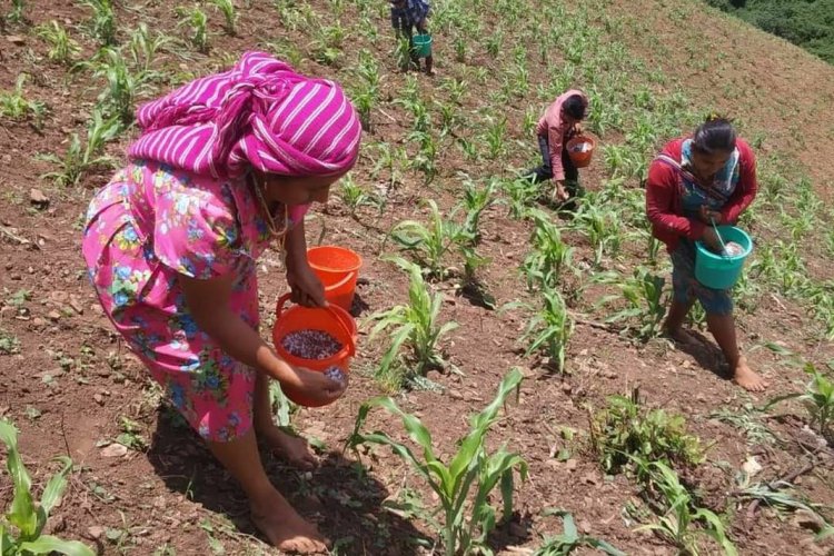 El 10.6 por ciento de la mano de obra en el campo de Durango es de mujeres