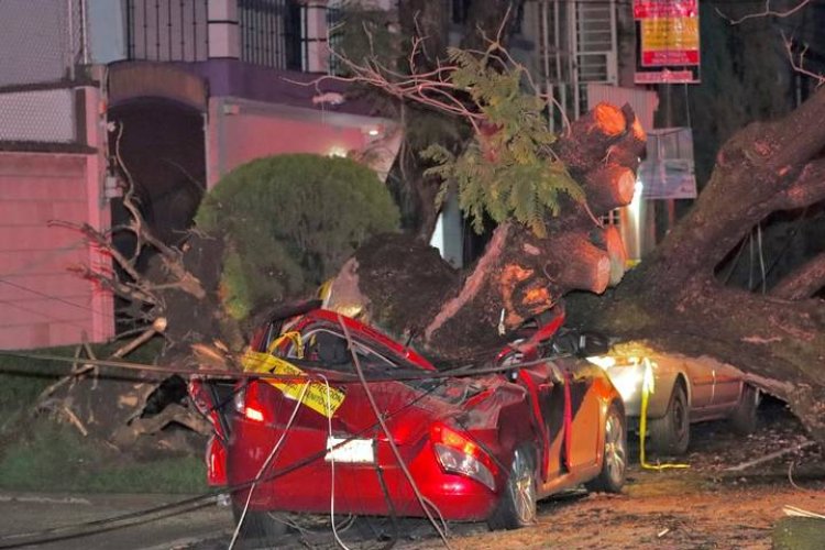 Muere mujer aplastada por un árbol en la CDMX