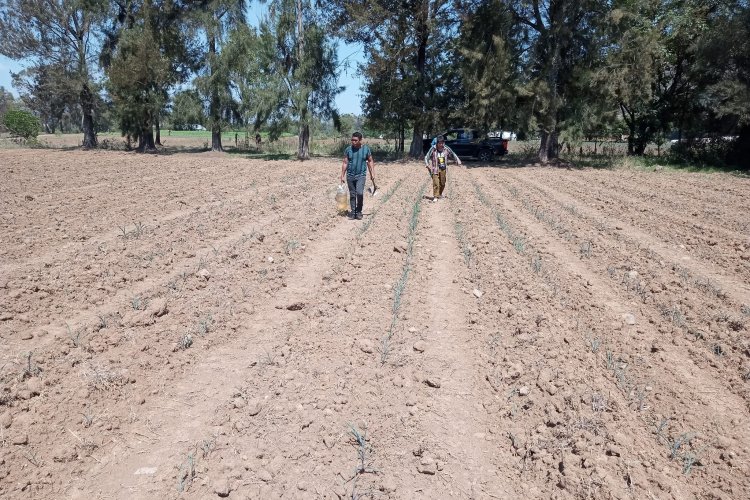 Sequía y cuarta ola de calor preocupan a campesinos mexiquenses
