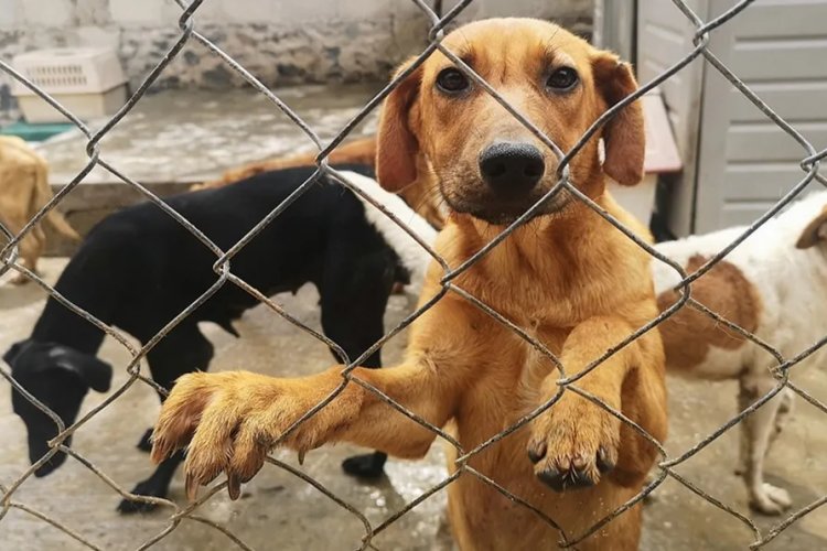 En los últimos 3 años se han registrado 147 denuncias por maltrato animal.