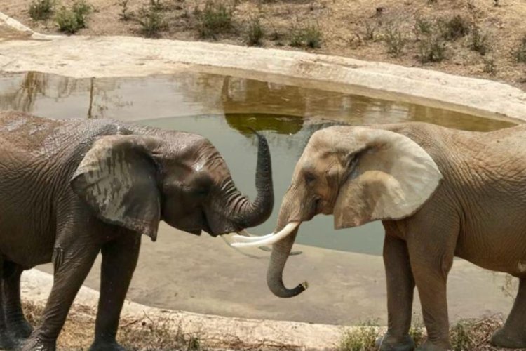 Gipsy, llega al zoológico de San Juan de Aragón para acompañar a Ely, otra elefanta africana