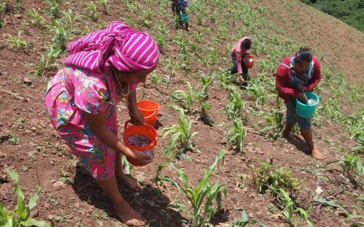 El 10.6 por ciento de la mano de obra en el campo de Durango es de mujeres