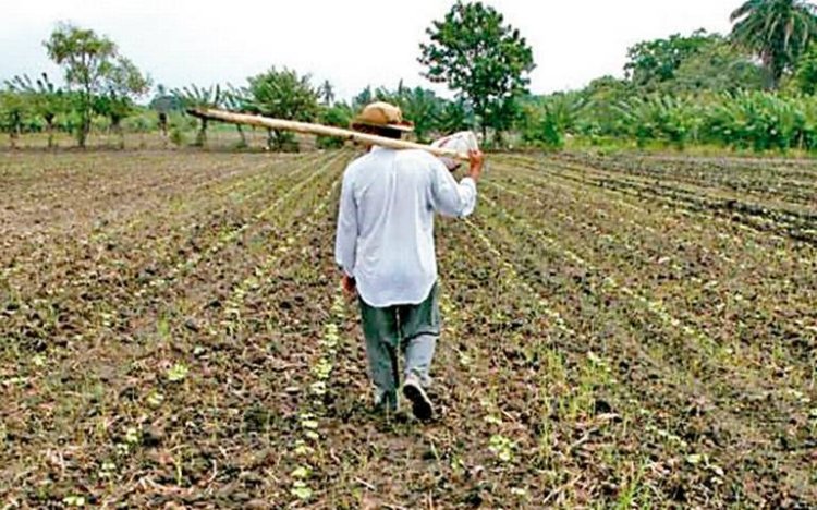 Fertilizante gratuito no ha llegado a varias comunidades de Costa Grande y La Montaña