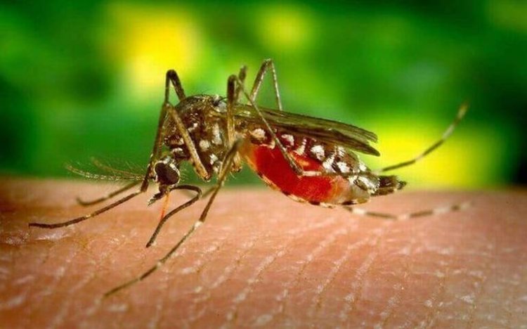 Casos de dengue en Puebla incrementan 933 por ciento