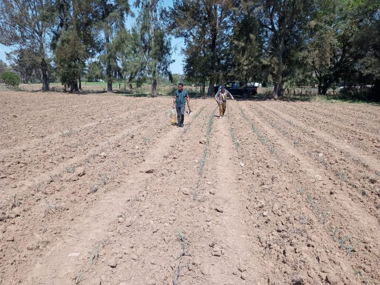 Sequía y cuarta ola de calor preocupan a campesinos mexiquenses