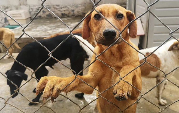 En los últimos 3 años se han registrado 147 denuncias por maltrato animal.