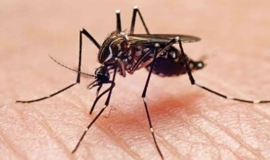 Yucatán entre los primeros estados con dengue