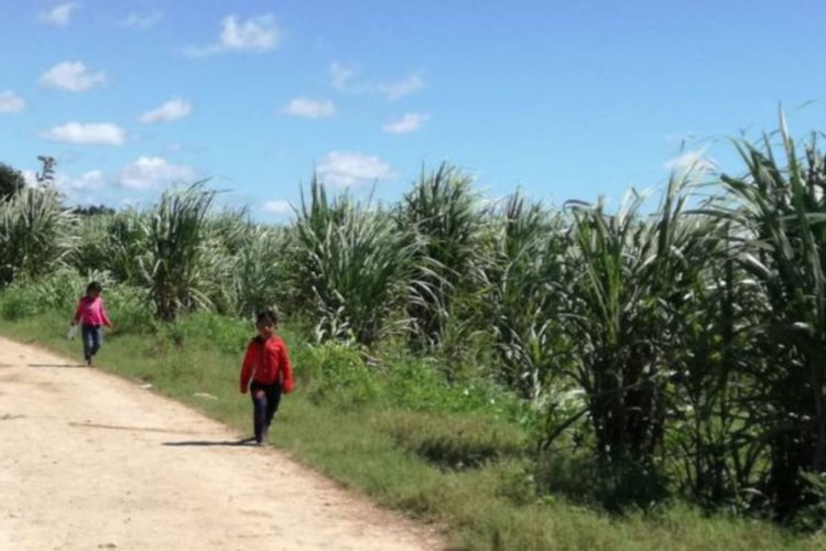 Ante la falta de obreros aumentan trabajadores infantiles en zafra de Quintana Roo