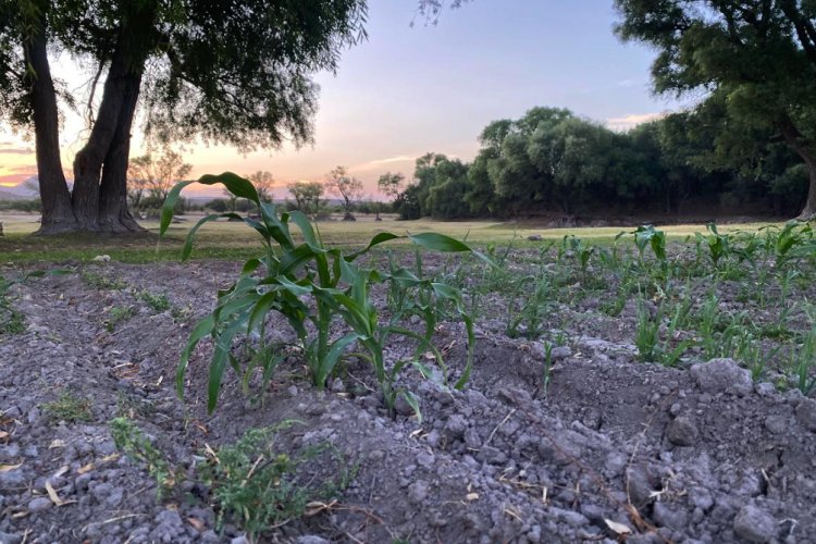 Se amplían programas para el campo en Aguascalientes