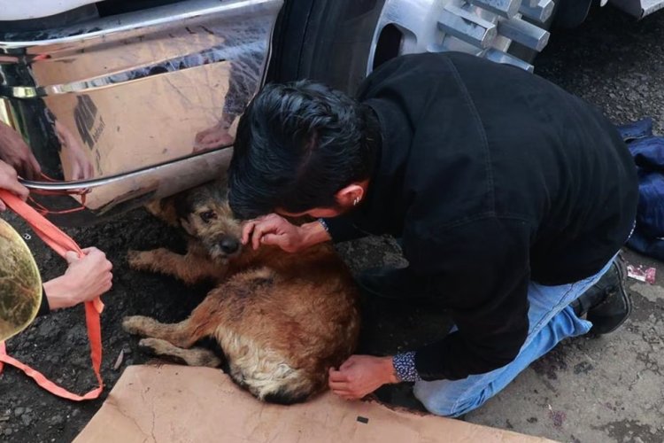 Perrita que resultó herida durante ataque en Central de Abasto de Toluca, perderá su pata