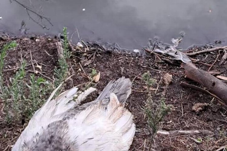 Reportan muerte de patos y peces en Lago de Espejos de los Lirios de Cuautitlán Izcalli, Edomex