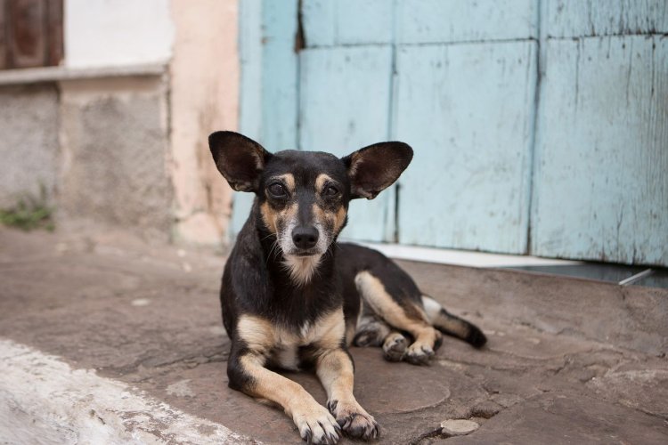 Envenenamiento masivo a perritos en Paracho, Michoacán