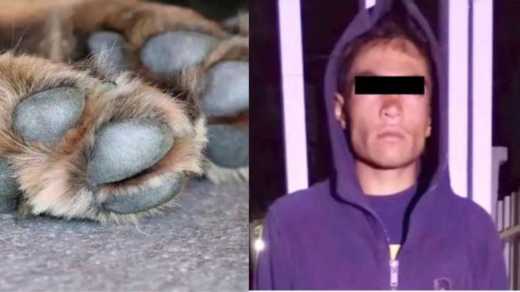 Detienen a hombre por maltrato animal en Ecatepec, Edomex