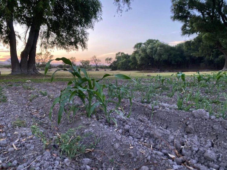 Se amplían programas para el campo en Aguascalientes