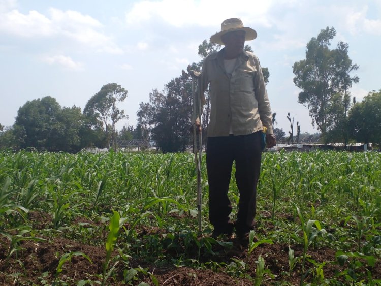 Nulo apoyo, principal problema en el campo mexiquense