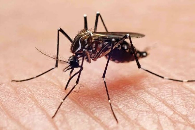 Yucatán entre los primeros estados con dengue