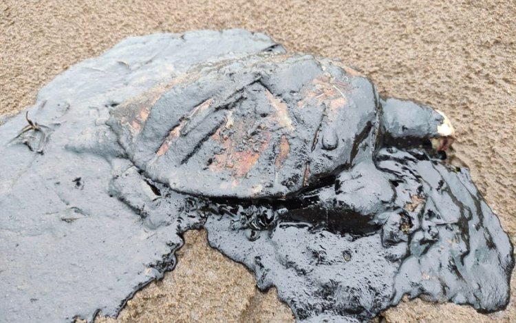 Animales muertos tras derrame de crudo en playas de Veracruz