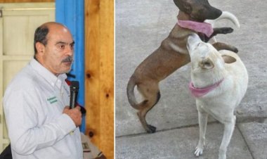 Investigan a alcalde de Tangancícuaro, Michoacán por matar a balazos a perritos