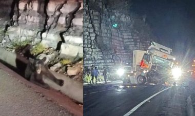 Tráiler atropella oso y choca contra un muro