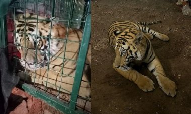 Encuentran a tigre de bengala deambulando en calles de Tlaquepaque, Jalisco