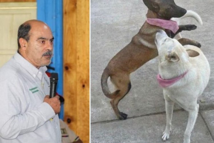 Investigan a alcalde de Tangancícuaro, Michoacán por matar a balazos a perritos