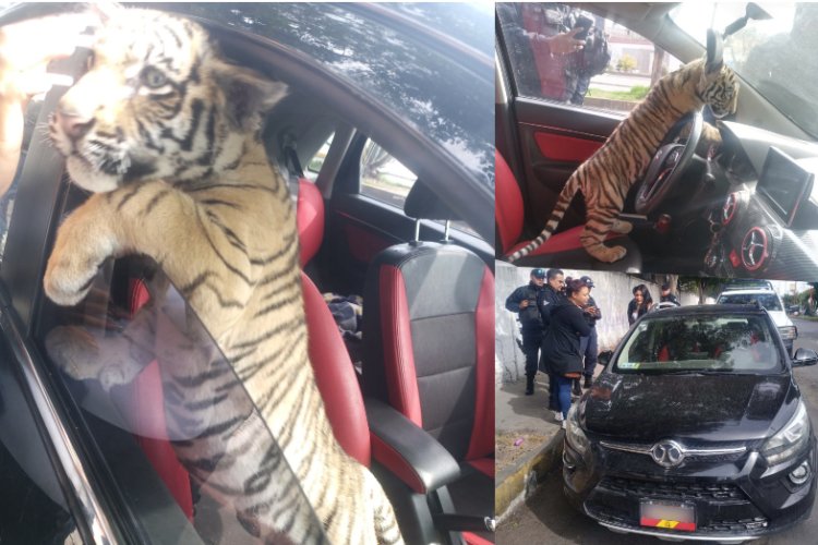 Detienen a dos hombres por pasear con tigre de bengala en límites de la CDMX y el Edomex