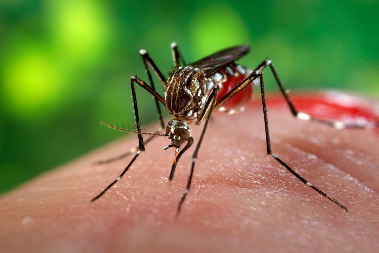 Se confirma en Oaxaca más de 121 nuevos casos de dengue