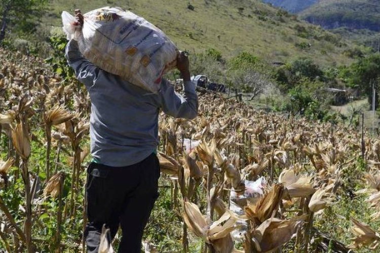 Debido a la falta de producción agropecuaria, familias del medio rural buscan oportunidades en la capital de Durango