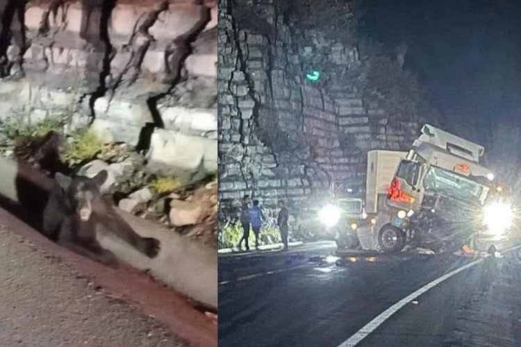 Tráiler atropella oso y choca contra un muro