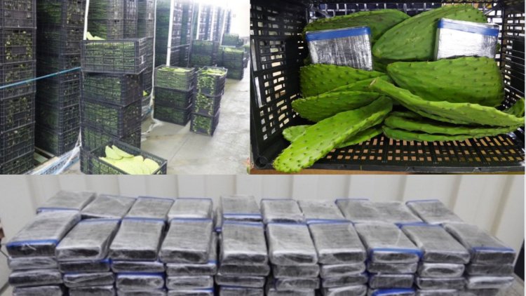 100 kilos de cocaína entre nopales son descubiertos por agentes fronterizos