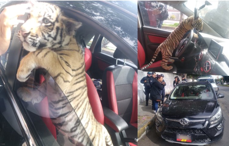 Detienen a dos hombres por pasear con tigre de bengala en límites de la CDMX y el Edomex