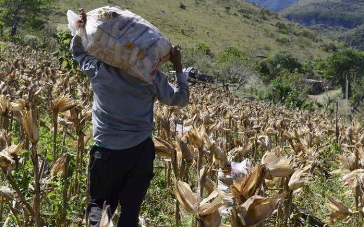 Debido a la falta de producción agropecuaria, familias del medio rural buscan oportunidades en la capital de Durango