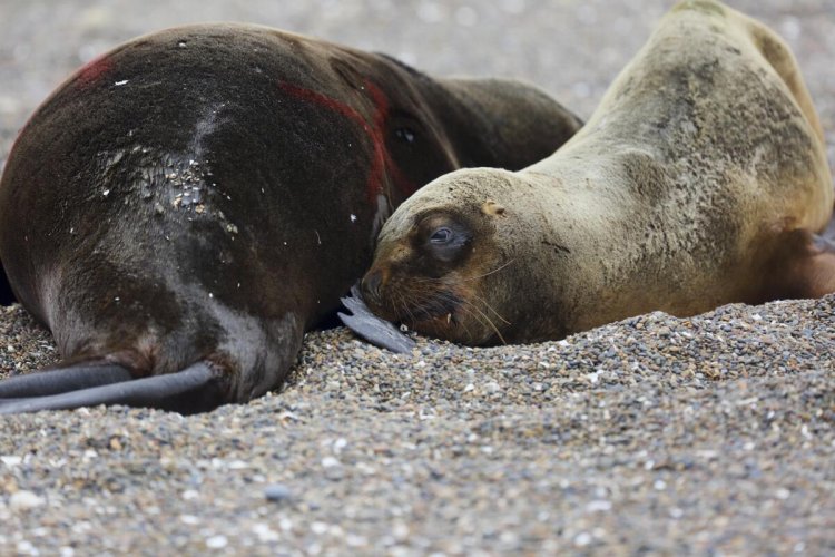 Alertan en Argentina por brote de gripe aviar en lobos marinos