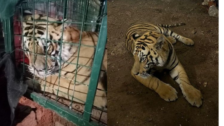 Encuentran a tigre de bengala deambulando en calles de Tlaquepaque, Jalisco