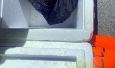 Encuentran cabeza de mujer dentro de una hielera en Linares, Nuevo León