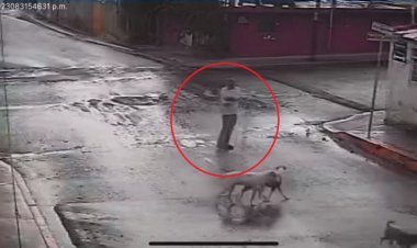 Sujeto dispara contra cuatro perritos en Puebla