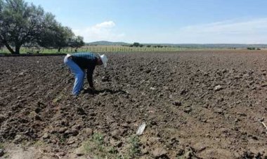 Sequías reducen hasta un 85 por ciento la producción de frijol