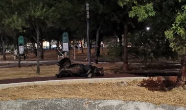 Enorme oso se pasea por las calles de Monterrey