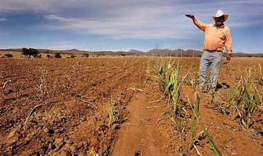 Seguro agrícola por sequía beneficiara a productores de Chihuahua