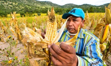 Maíz y frijol piden familias raramuris; la sequía acabo con sus cosechas