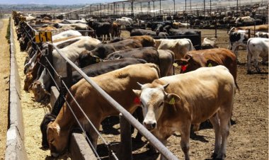 Reportan muerte de ganado por severa sequía en el estado de Jalisco