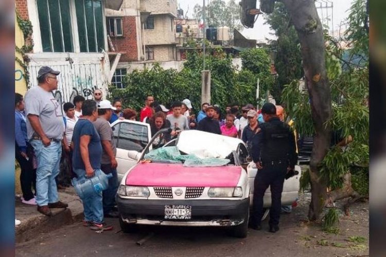 Cae rama de árbol en la alcaldía Álvaro Obregón, CDMX; hay varios heridos